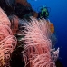 seawhip_sr_v_0705_png0915.jpg